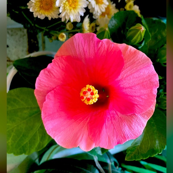 Meet your Posher, Be Inspired Now - Picture 4 of 5